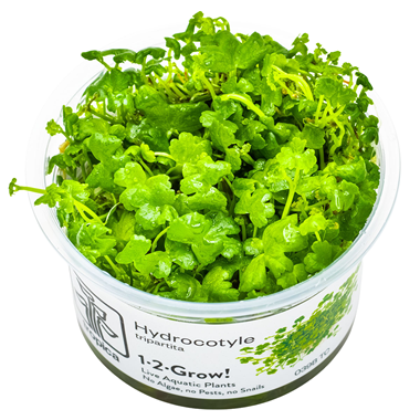 TROPICA 1-2-GROW! HYDROCOTYLE TRIPARTITA
