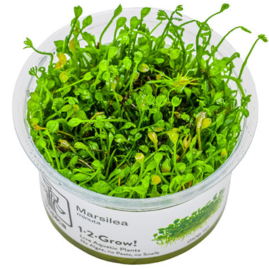 TROPICA 1-2-GROW! MARSILEA MINUTA