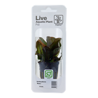 TROPICA PLANT PACK ECHINODORUS 'RENI'