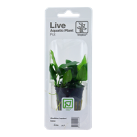 TROPICA PLANT PACK ANUBIAS BARTERI VAR. NANA