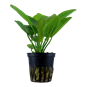 TROPICA POTTED ECHIN. 'AQUARTICA'