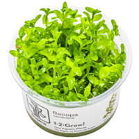TROPICA 1-2-GROW! BACOPA CAROLINIANA