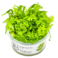 Tropica 1-2-Grow! Hygrophila Odora
