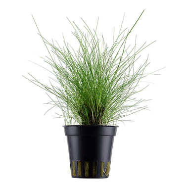 TROPICA POTTED ELEOCHARIS PARVULA