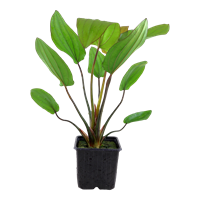 TROPICA XL POT ECHINODORUS X BARTHII