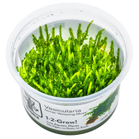 TROPICA 1-2-GROW! VESICULARIA FERRIEI 'WEEPING MOSS'