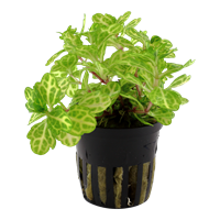 TROPICA POTTED PLANT SHINNERSIA RIVULARIS