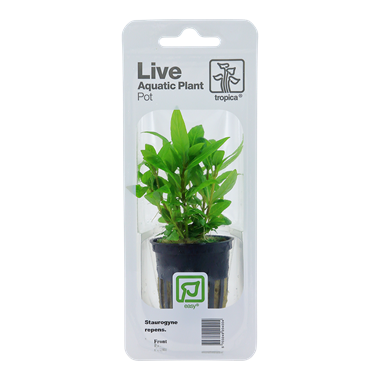 TROPICA PLANT PACK STAUROGYNE REPENS