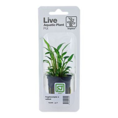TROPICA PLANT PACK CRYPT. X WILLISII
