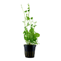 TROPICA POTTED PLANT CARDAMINE LYRATA