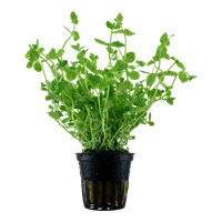 TROPICA POTTED PLANT LINDERNIA ROTUNDIFOLIA