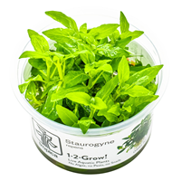 TROPICA 1-2-GROW! STAUROGYNE REPENS