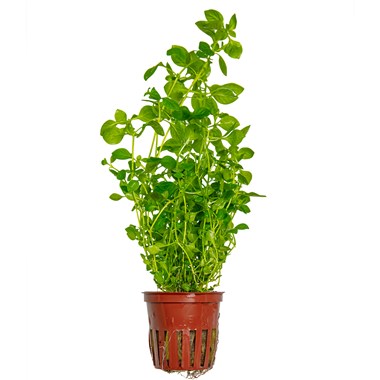 TROPICA POTTED LUDWIGIA PALUSTRIS 'GREEN'