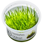 TROPICA 1-2-GROW! 'BOGOR MOSS'