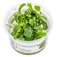 TROPICA 1-2-GROW! BUCE. PYGMAEA 'BUKIT KELAM'