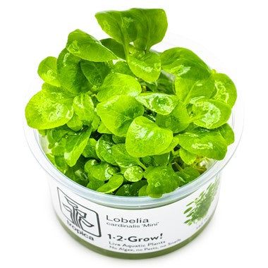 TROPICA 1-2-GROW! LOBELIA CARDINALIS 'MINI'