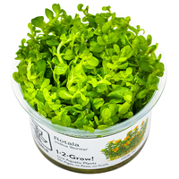 TROPICA 1-2-GROW! ROTALA INDICA 'BONSAI'