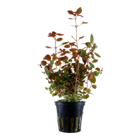 TROPICA POTTED LUDWIGIA PALUSTRIS 'SUPER RED'