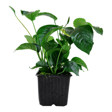 TROPICA XL POT ANUBIAS BARTERI VAR. CALADIIFOLIA