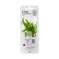 TROPICA PLANT PACK MICROSORUM PTEROPUS 'NARROW'