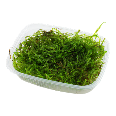 TROPICA PORTION TAXIPHYLLUM SP. 'SPIKY MOSS'