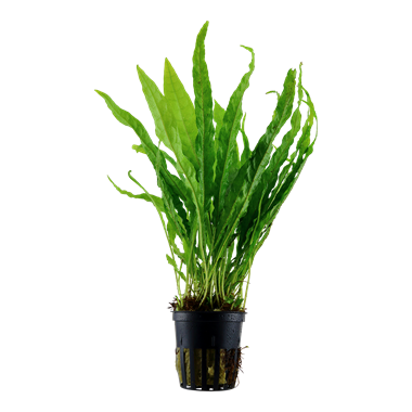 TROPICA POTTED MICROSORUM PTEROPUS