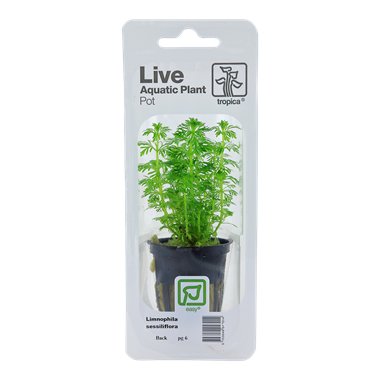 TROPICA PLANT PACK LIMNOPHILA SESSILIFLORA