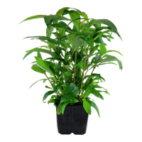 TROPICA XL POT HYGROPHILA CORYMBOSA 'STRICTA'