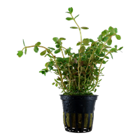 TROPICA POTTED PLANT ROTALA ROTUNDIFOLIA