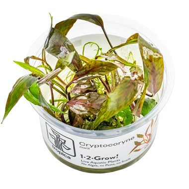 TROPICA 1-2-GROW! CRYPT. NURII