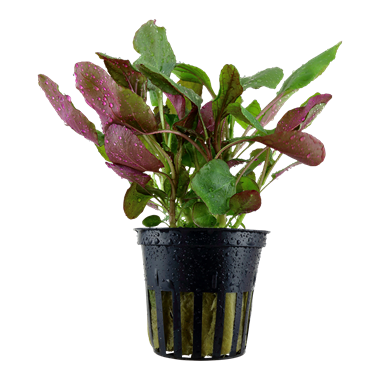TROPICA POTTED LOBELIA CARDINALIS