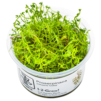TROPICA 1-2-GROW! PROS. PALUSTRIS 'CUBA'