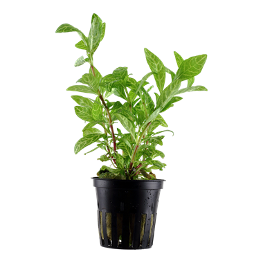 TROPICA HYGRO. 'ROSANERVIG'