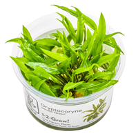 TROPICA 1-2-GROW! CRYPT. WENDTII 'GREEN'