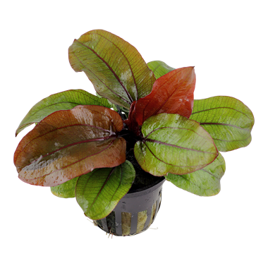 TROPICA POTTED ECHINODORUS 'RENI'