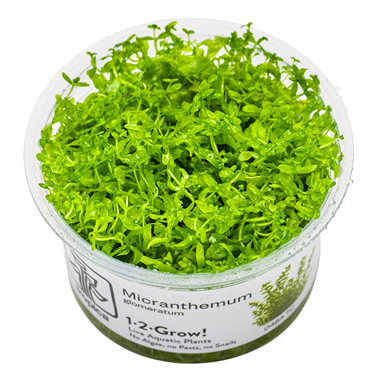 TROPICA 1-2-GROW! MICRAN. GLOMERATUM