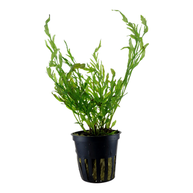 TROPICA POTTED BOLBITIS HEUDELOTII