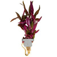 TROPICA POTTED PLANT ALTERNANTHERA REINECKII 'PINK'