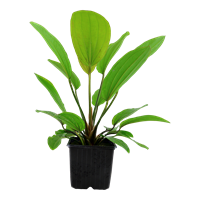 TROPICA XL POT ECHINODORUS 'ROSÉ'