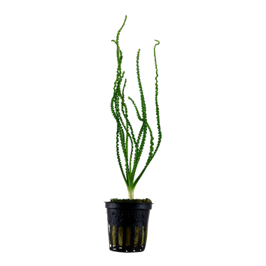 TROPICA CRINUM CALAMISTRATUM