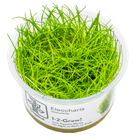 TROPICA 1-2-GROW! ELEOCHARIS ACICULARIS