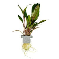 TROPICA POTTED PLANT CRYPT. BECKETTII 'PETCHII'
