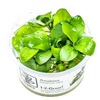 TROPICA 1-2-GROW! ANUBIAS BARTERI NANA