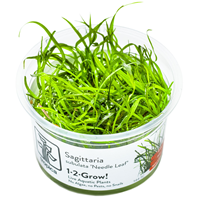 TROPICA 1-2-GROW! SAGITTARIA 'NEEDLE LEAF'