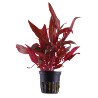 TROPICA ALTER. REIN. 'ROSANERVIG'