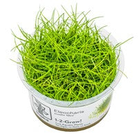 TROPICA 1-2-GROW! ELEOCHARIS PUSILLA 'MINI'
