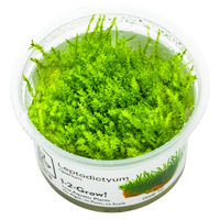 TROPICA 1-2-GROW! LEPTODICTYUM RIPARIUM