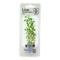 TROPICA MINI POT ROTALA ROTUNDIFOLIA