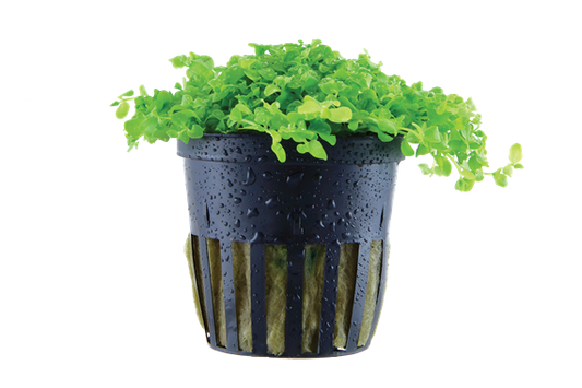 TROPICA POTTED MONTE CARLO
