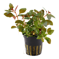 TROPICA POTTED PLANT LUDWIGIA REPENS 'RUBIN'